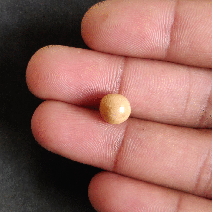 Natural Cassis Pearl  4.30 ct (4.70 ratti) - Image 2